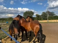 母马, Horses — 照片 5
