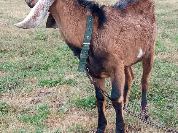 Kozioł, Nubian Goat