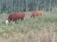母牛, Limousin cow — 照片 4