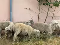 Bélier, Ile-de-France sheep — photo 2
