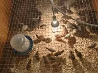 Chickens — fotografija 3