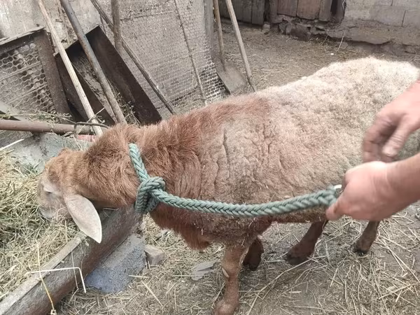 Ovan, Овце