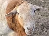 Bélier, Dorper sheep — photo 4