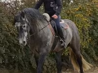 Aygʻir, Andalusian horse — 3-rasm