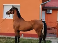 Cavalo, Dutch warmblood horse — foto 7