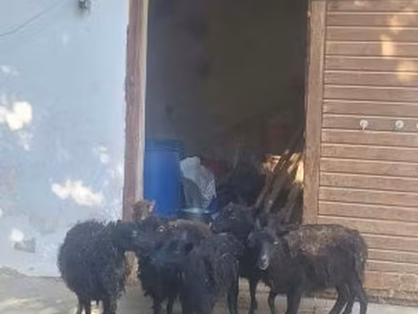 Овца, Уэссан овца или Бретонская карликовая овца
