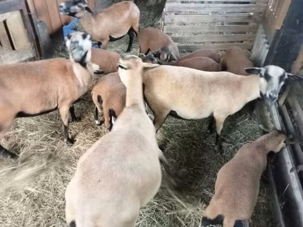Қой, Cameroon sheep