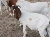 Ziegenbock, Boer goat — Foto 3