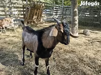 عنزة, Nubian Goat — الصورة 7