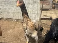 Chickens — photo 1