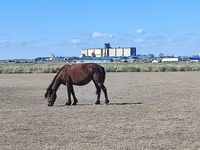 雌馬, Horse breed — 写真 2