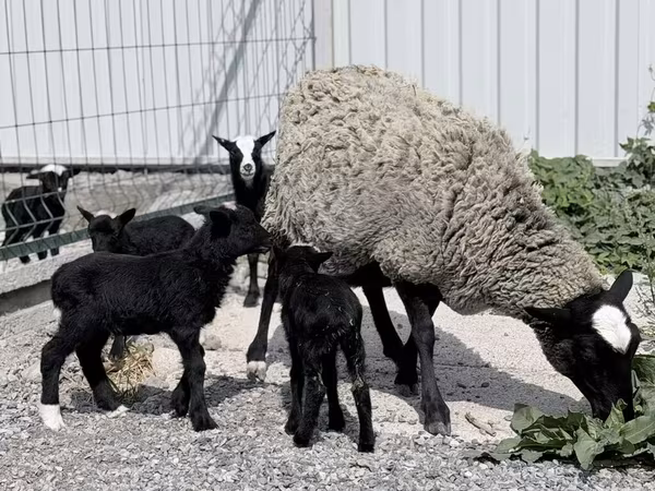 Sheep, Romanov sheep
