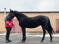 Kobyła, Akhal-Teke — zdjęcie 6