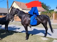 घोड़ी, Nonius horse — फ़ोटो 1