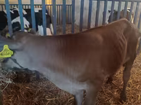 Bik, Simmental cattle — fotografija 1