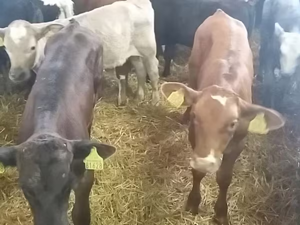 Бик, Simmental cattle
