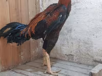 Chickens — fotografija 3