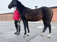 Kobyła, Akhal-Teke — zdjęcie 3