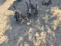 Ducks — photo 1