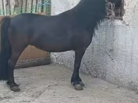 母马, Horses — 照片 1