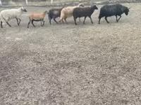 Carnero, Racka sheep — foto 1