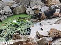 猪（批次，未指定性别）, Pigs — 照片 4