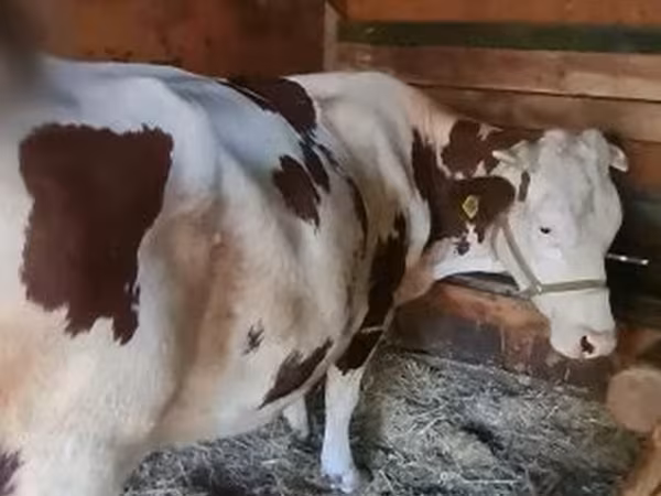 母牛, Limousin cow