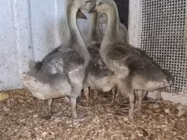 Geese