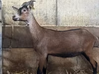 Коза, Alpine goat — фото 1