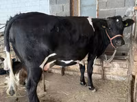 Vaca, Raça Holstein — foto 1