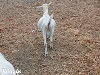 تيس, الماعز — الصورة 6