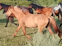 Cavalo, North Swedish horse — foto 2