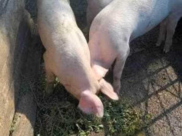 Eber, Крупная белая