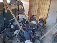 Guinea fowl — zdjęcie 3