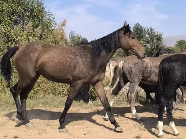 Kobyła, Konie