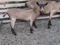 تيس, Alpine goat — الصورة 4