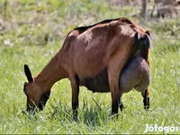 عنزة, Alpine goat — الصورة 4