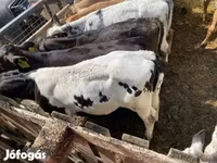 ثور, البلجيكية الزرقاء — الصورة 8