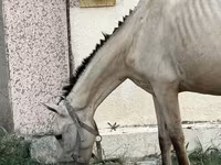 Kobila, Azerbaijan horse — fotografija 3
