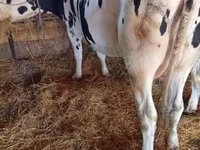 Sigir, Russian Black pied cattle — 2-rasm