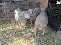 मेढ़ा, Ile-de-France sheep — फ़ोटो 1