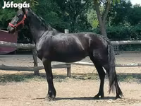 Kobila, Friesian — fotografija 3