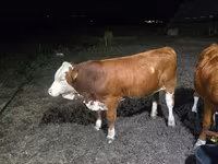 雄牛, Swiss cattle — 写真 1