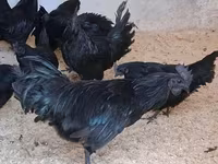 Ayam Cemani — Foto 1