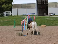 Pastuv, American paint horse — fotografija 6