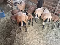 Brebis, Cameroon sheep — photo 4