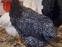 Chickens — zdjęcie 1