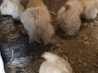 Chickens — zdjęcie 1