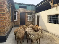 Qoʻchqor, Rhon sheep — 5-rasm