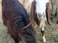 Koza, Damask goat — fotografija 1
